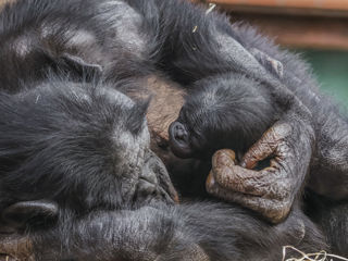 Twycross Zoo S Baby Bonobo September 2025 © Adam Kay2