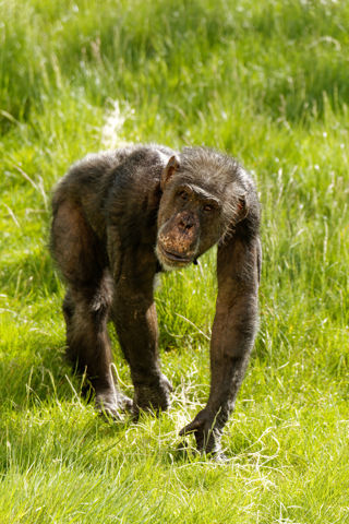 Twycross Zoo Chimpanzee