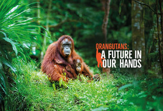 Orangs AFIOH Web (Desktop) (1)