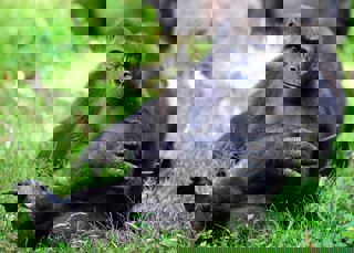 Ape Action Africa