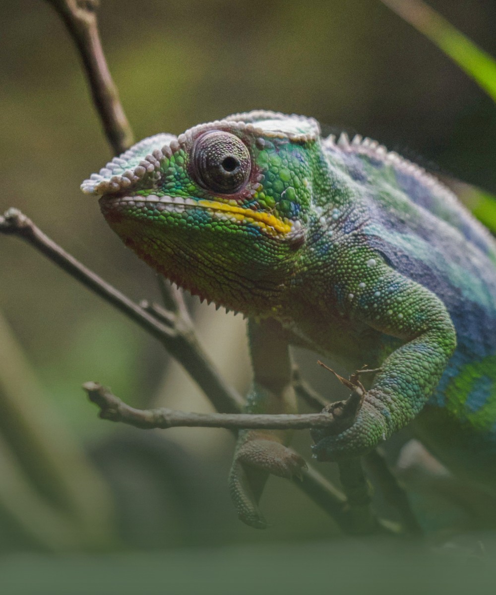 Close Encounters NL Mob