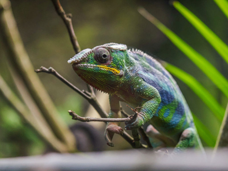 Panther Chameleon In Close Encounters