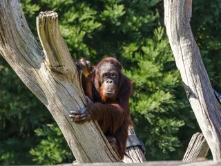 Bornean orangutan