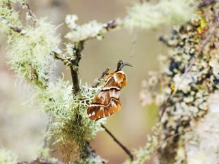 Kentish Glory Moth - Adam Kay - Twycross Zoo