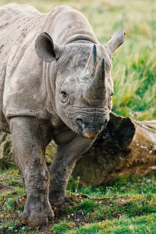 Conservation Strategy Goal One Image - Eastern black rhino at Twycross Zoo