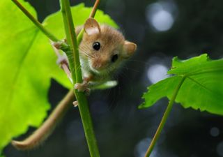 Hazel Dormouse - Frank Vassen