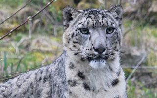 Snow Leopard Adopt