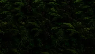 Leaf Bg