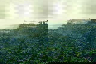 Conservation Strategy Goal Two Image - Rainforest Canopy