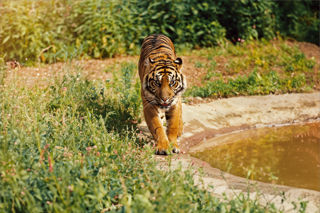 Sumatran tiger Jahly at Twycross Zoo