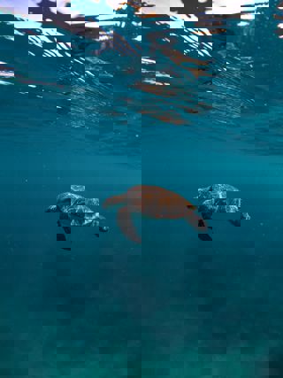 Conservation Strategy Goal Six Image - Turtle in ocean