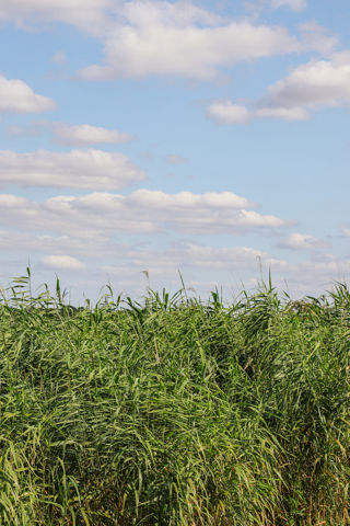 Conservation Strategy Goal Five Image - Twycross Zoo's Nature Reserve